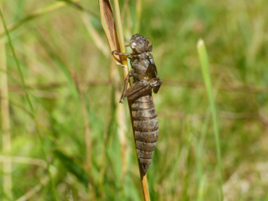 Exuvie Aeschne bleue (Aeshna cyanea) © Morvan Debroize