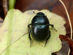 Géotrupe des bois (Anoplotrupes stercorosus) © Morvan Debroize