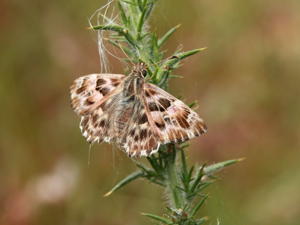 Grisette (Carcharodus alceae) © Michaël Houseaux