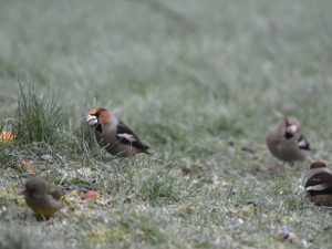 Grosbec casse-noyaux (Coccothraustes coccothraustes) © Morvan Debroize