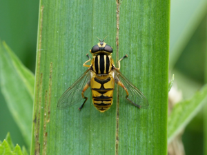Hélophile suspendu (Helophilus pendulus) © Morvan Debroize