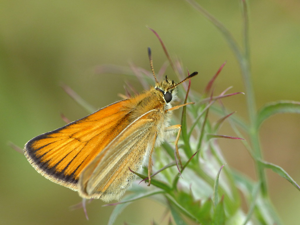 Hespérie du Dactyle (Thymelicus lineola) © Morvan Debroize