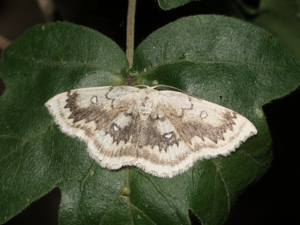 L'Ephyre omicron (Cyclophora annularia) © Sylvain Montagner