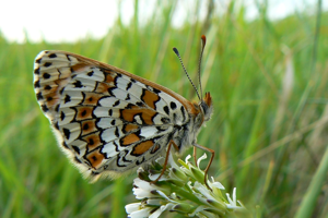 Mélitée du Plantain (Melitaea cinxia) © Cyrille Biegala