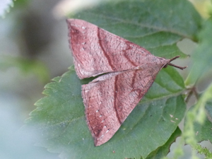 Noctuelle à museau (Hypena proboscidalis) © Morvan Debroize