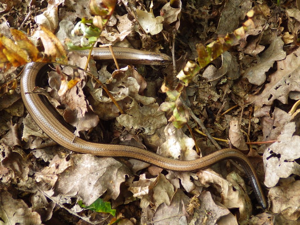 Orvet fragile (Anguis fragilis) © Rémi Jardin