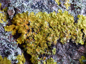 Parmélie des murailles (Xanthoria parietina) © Morvan Debroize