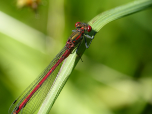 Petite nymphe à corps de feu (Pyrrhosoma nymphula) © Morvan Debroize