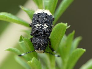 Platystomos albinus © Morvan Debroize