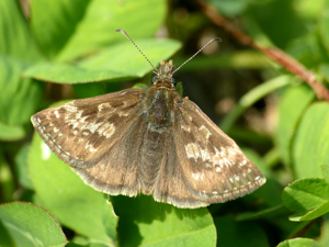 Point-de-Hongrie (Erynnis tages) © Morvan Debroize