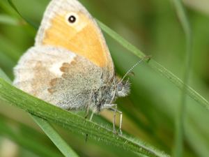 Procris (Coenonympha pamphilus) © Morvan Debroize