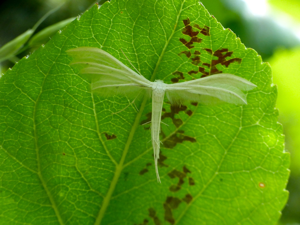 Ptérophore blanc (Pterophorus pentadactyla) © Morvan Debroize