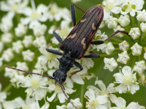 Rhagie fâchée (Rhagium bifasciatum) © Morvan Debroize