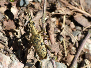 Rhagie mordante (Rhagium mordax) © Morvan Debroize