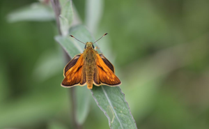 Sylvaine (Ochlodes sylvanus) © Rémi Jardin