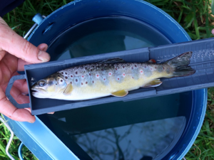 Truite de rivière (Salmo trutta fario) © Mathilde Collet