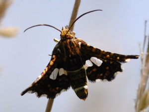 Le Pygmée (Thyris fenestrella) © Frédéric Hingue