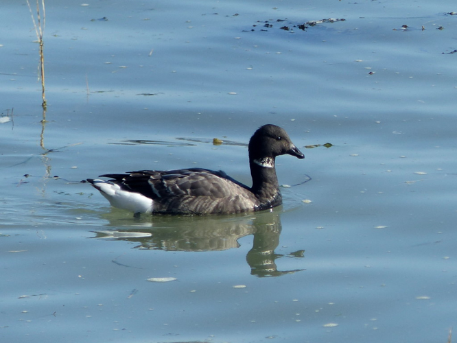 Bernache cravant (Branta bernicla) © Morvan Debroize