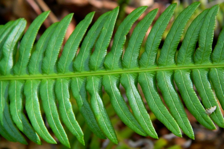 Blechne en épi (Blechnum spicant) &copy; Morvan Debroize