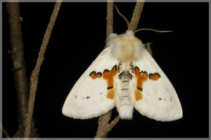 Bombyx bicolore © Sylvain Montagner