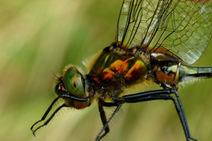 Cordulie bronzée (Cordulia aenea) © Morvan Debroize