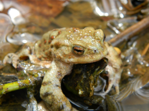 Crapaud commun (Bufo bufo) © Morvan Debroize