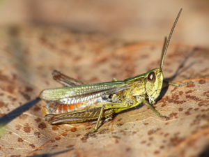 Criquet verte-échine (Chorthippus dorsatus) © Morvan Debroize