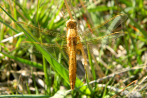 Crocothémis écarlate (Crocothemis erythraea), femelle © Morvan Debroize