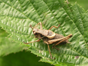 Decticelle cendrée (Pholidoptera griseoaptera) © Sylvain Montagner