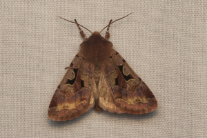 Orthosia gothica - La Gothique © Sylvain Montagner
