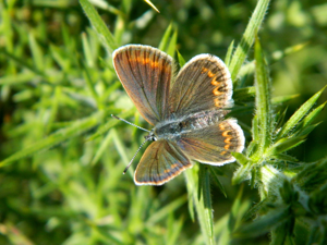 Petit argus (Plebejus argus), femelle © Morvan Debroize