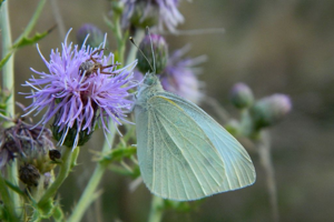 Piéride de la Rave (Pieris rapae) © Morvan Debroize