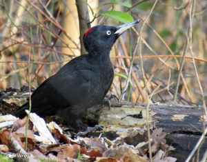 <i>Dryocopus martius</i> (Linnaeus, 1758) © S. Wroza