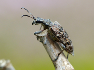 Rhagie inquisitrice (Rhagium inquisitor) © Morvan Debroize