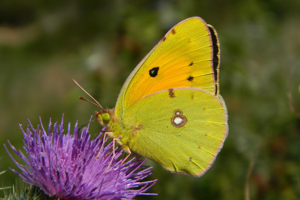 Souci (Colias crocea), femelle © Morvan Debroize