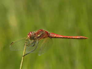 Sympétrum à nervures rouges (Sympetrum fonscolombii) © Sylvain Montagner