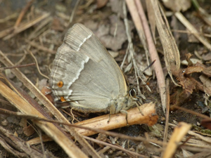 Thécla du Chêne (Quercusia quercus) © Morvan Debroize