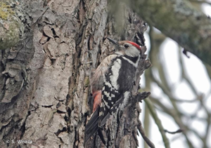 <i>Dendrocopos medius</i> (Linnaeus, 1758) © S. Wroza