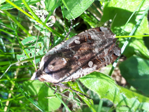 Noctua pronuba (Linnaeus, 1758) © Agata Wódka Gosse