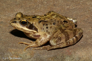 <i>Rana temporaria temporaria</i> Linnaeus, 1758 © J.-C. de Massary