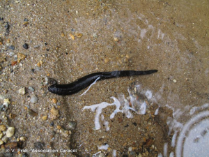 <i>Haemopis sanguisuga</i> (Linnaeus, 1758) © V. Prié - Association Caracol