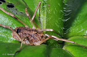 <i>Odiellus spinosus</i> (Bosc, 1792) © C. Quintin