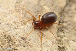 <i>Zodarion italicum</i> (Canestrini, 1868) © N. Henon