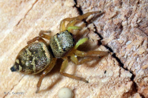<i>Heliophanus tribulosus</i> Simon, 1869 © C. Quintin