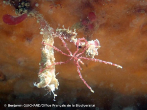 <i>Nymphon gracile</i> Leach, 1814 © Benjamin GUICHARD/Office Français de la Biodiversité
