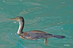 <i>Phalacrocorax aristotelis aristotelis</i> (Linnaeus, 1761) © J.P. Siblet