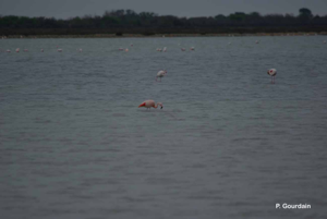 <i>Phoenicopterus chilensis</i> Molina, 1782 © P. Gourdain
