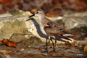 <i>Calidris pusilla</i> (Linnaeus, 1766) © S. Siblet