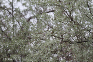 <i>Phylloscopus trochiloides</i> (Sundevall, 1837) © F. Jiguet