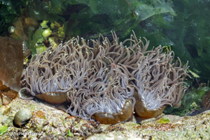 <i>Anemonia sulcata</i> (Pennant, 1777) © Michel Garnier